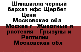 Шиншилла черный бархат нфс Щербет › Цена ­ 4 000 - Московская обл., Москва г. Животные и растения » Грызуны и Рептилии   . Московская обл.